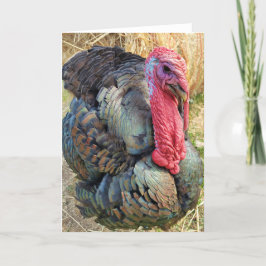 5-inch x7-inch gevouwen kaart || Thomas in de Stra