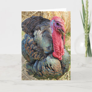 5-inch x7-inch gevouwen kaart    Thomas in de Stra