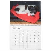 5 Kalender voor Silken Windhound-Puppies 2016 (Feb 2027)
