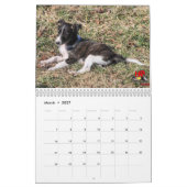 5 Kalender voor Silken Windhound-Puppies 2016 (Mar 2027)