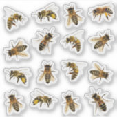 5 Realistische honingbijen op 16 vinyl Stickers (Voorkant)