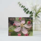 5 sterren Apple Blossom Foto Briefkaart (Staand voorkant)