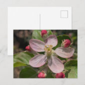 5 sterren Apple Blossom Foto Briefkaart (Voorkant / Achterkant)