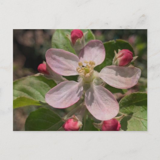 5 sterren Apple Blossom Foto Briefkaart (Voorkant)