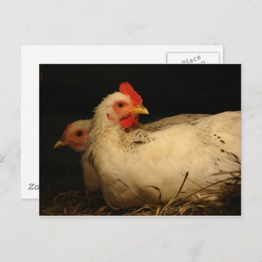 5 tenen en Survivor Briefkaart (Voorkant / Achterkant)