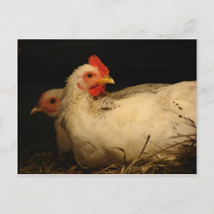 5 tenen en Survivor Briefkaart