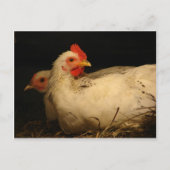 5 tenen en Survivor Briefkaart (Voorkant)