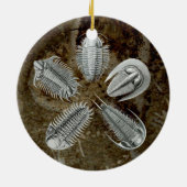5 Trilobites Ornament (Achterkant)
