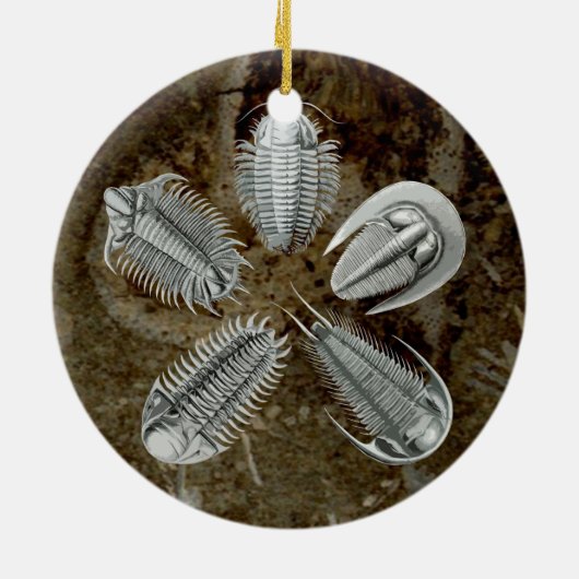 5 Trilobites Ornament (Achterkant)