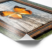 5" x 7" Black-Bordered Charaxes Butterfly Foto Afdruk (Hoek)