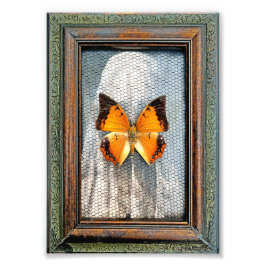 5" x 7" Charaxes-vlinder met zwarte rand Foto Afdruk