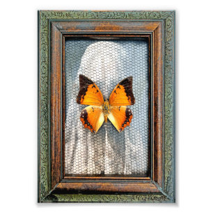 5" x 7" Charaxes-vlinder met zwarte rand Foto Afdruk