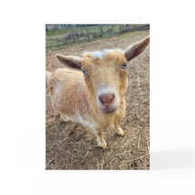 5 x 7 inch gevouwen Kaart || Ginger