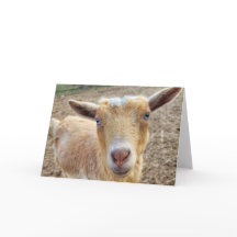 5 x 7 inch gevouwen Kaart-h || Ginger