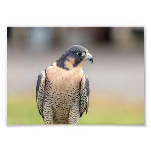 5 x 7 Peregrine Falcon Foto Afdruk