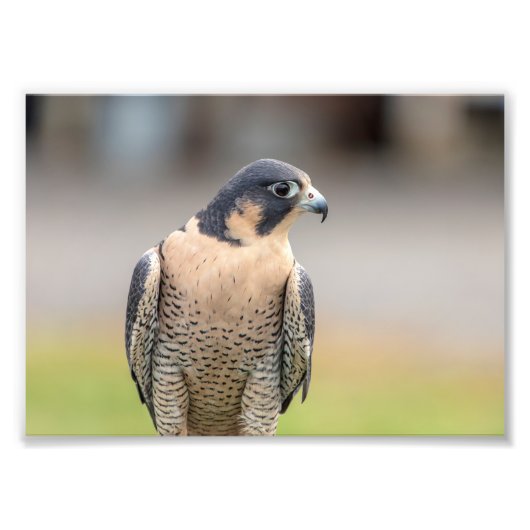 5 x 7 Peregrine Falcon Foto Afdruk (Voorkant)