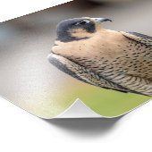 5 x 7 Peregrine Falcon Foto Afdruk (Hoek)