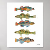 5 ZoetwaterDarters Poster (Voorkant)