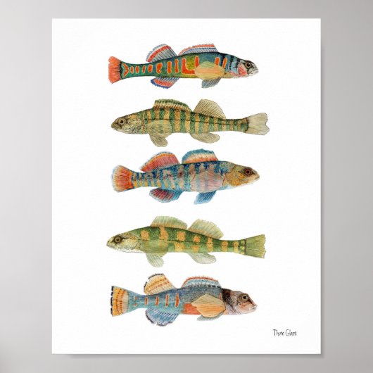 5 ZoetwaterDarters Poster (Voorkant)