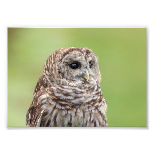 5x7 Barred Owl Portret Foto Afdruk