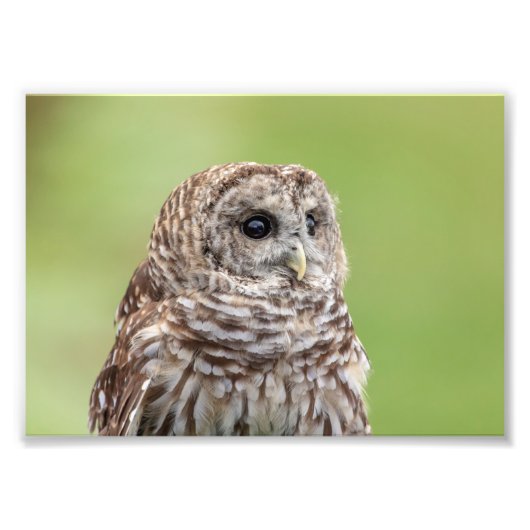 5x7 Barred Owl Portret Foto Afdruk (Voorkant)