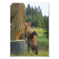 5x7 foto van grizzly beer