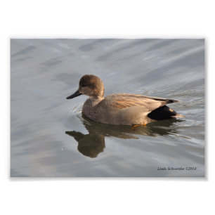 5X7 Gadwall Duck Foto Afdruk