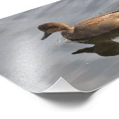 5X7 Gadwall Duck Foto Afdruk (Hoek)