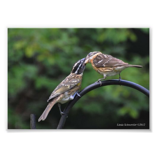 5X7 Grosbeak moeder en jeugd Foto Afdruk (Voorkant)