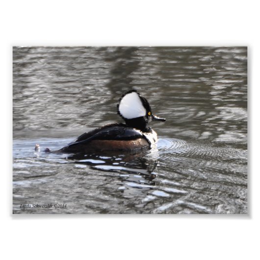 5X7 Hooded Merganser Duck Foto Afdruk (Voorkant)