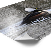 5X7 Hooded Merganser Duck Foto Afdruk (Hoek)