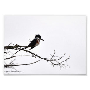 5x7 Kingfisher tegen de Stark Sky Foto Afdruk