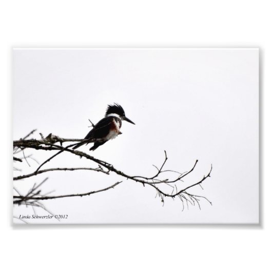 5x7 Kingfisher tegen de Stark Sky Foto Afdruk (Voorkant)
