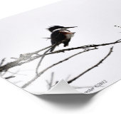 5x7 Kingfisher tegen de Stark Sky Foto Afdruk (Hoek)