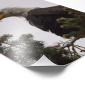 5X7 Nat Bald Eagle Foto Afdruk (Hoek)