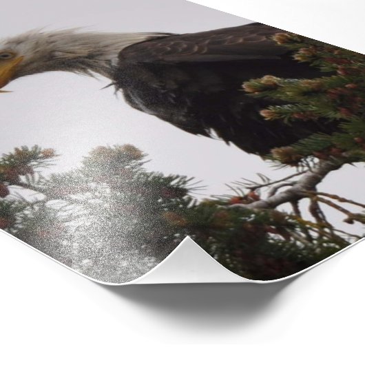 5X7 Nat Bald Eagle Foto Afdruk (Hoek)