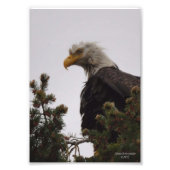 5X7 Nat Bald Eagle Foto Afdruk (Voorkant)
