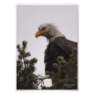 5X7 Nat Bald Eagle Foto Afdruk