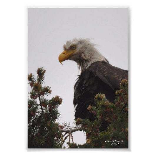 5X7 Nat Bald Eagle Foto Afdruk (Voorkant)
