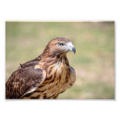 5x7 Red-Tailed Hawk Foto Afdruk (Voorkant)