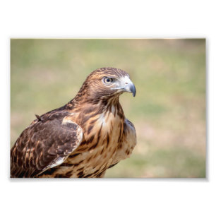 5x7 Red-Tailed Hawk Foto Afdruk