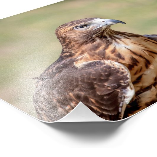 5x7 Red-Tailed Hawk Foto Afdruk (Hoek)