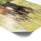 5x7 Satin foto van grizzly beer Afdruk (Hoek)