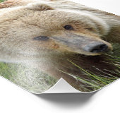 5x7 Satin foto van grizzly beer Afdruk (Hoek)