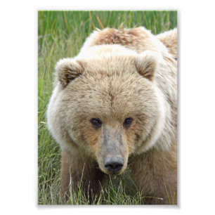 5x7 Satin foto van grizzly beer Afdruk