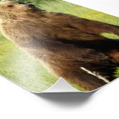 5x7 Satin foto van grizzly beer Afdruk (Hoek)