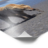 5x7 Satin foto van grizzly beer Afdruk (Hoek)
