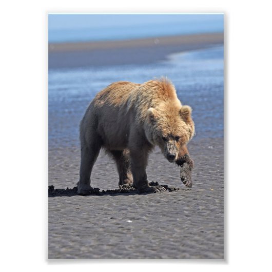 5x7 Satin foto van grizzly beer Afdruk (Voorkant)