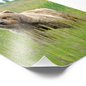 5x7 Satin foto van grizzly beer Afdruk (Hoek)