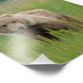 5x7 Satin foto van grizzly beer Afdruk (Hoek)